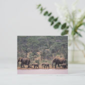 Afrika, Kenia, Nanyuki, Mpala. afrikanisch Postkarte (Stehend Vorderseite)