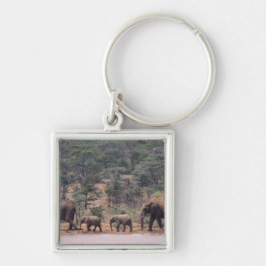 Afrika, Kenia, Nanyuki, Mpala. afrikanisch Schlüsselanhänger (Vorne)