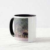 Afrika, Kenia, Nanyuki, Mpala. afrikanisch Tasse (Vorderseite Links)