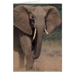 Afrika, Kenia, Nanyuki, Mpala. Afrikanischer Elefa