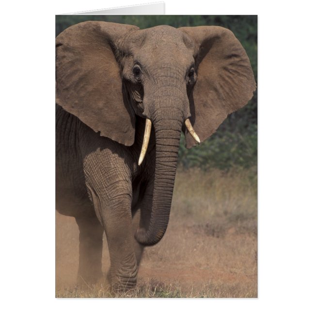 Afrika, Kenia, Nanyuki, Mpala. Afrikanischer Elefa (Vorne)