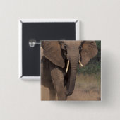 Afrika, Kenia, Nanyuki, Mpala. Afrikanischer Elefa Button (Vorne & Hinten)