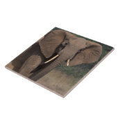 Afrika, Kenia, Nanyuki, Mpala. Afrikanischer Elefa Fliese (Seite)