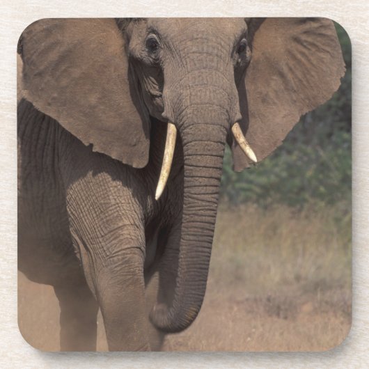 Afrika, Kenia, Nanyuki, Mpala. Afrikanischer Elefa Getränkeuntersetzer (Vorderseite)
