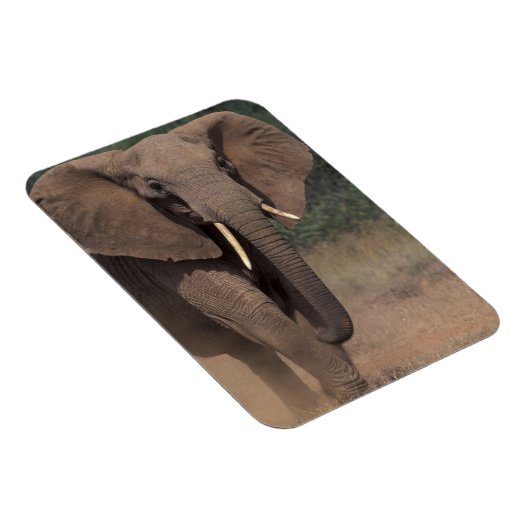 Afrika, Kenia, Nanyuki, Mpala. Afrikanischer Elefa Magnet (Rechte Seite)