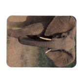 Afrika, Kenia, Nanyuki, Mpala. Afrikanischer Elefa Magnet (Horizontal)