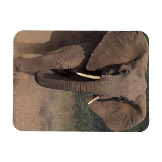 Afrika, Kenia, Nanyuki, Mpala. Afrikanischer Elefa Magnet (Horizontal)