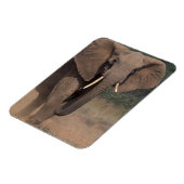 Afrika, Kenia, Nanyuki, Mpala. Afrikanischer Elefa Magnet (Linke Seite)