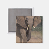 Afrika, Kenia, Nanyuki, Mpala. Afrikanischer Elefa Magnet (Vorderseite/Rückseite)