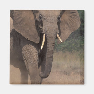 Afrika, Kenia, Nanyuki, Mpala. Afrikanischer Elefa Magnet