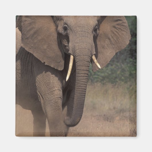 Afrika, Kenia, Nanyuki, Mpala. Afrikanischer Elefa Magnet (Vorne)
