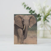 Afrika, Kenia, Nanyuki, Mpala. Afrikanischer Elefa Postkarte (Stehend Vorderseite)