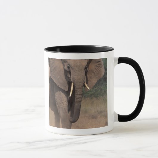 Afrika, Kenia, Nanyuki, Mpala. Afrikanischer Elefa Tasse (Rechts)
