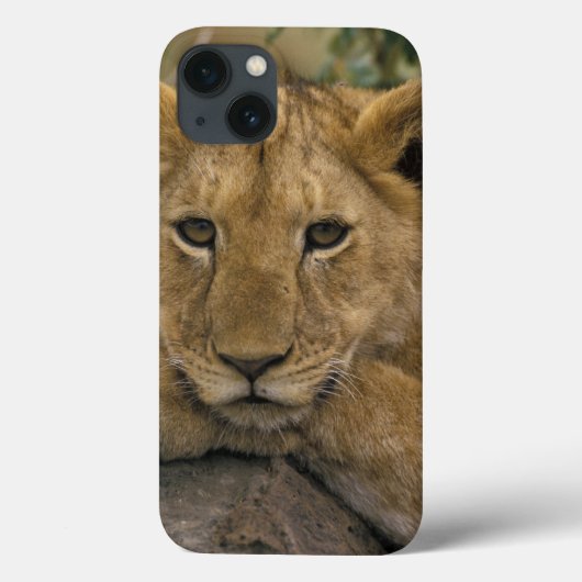 Afrika, Kenia. Portrait eines Löwen. Case-Mate iPhone Hülle (Rückseite)