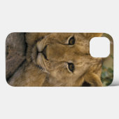Afrika, Kenia. Portrait eines Löwen. Case-Mate iPhone Hülle (Rückseite (Horizontal))