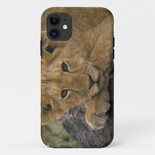 Afrika, Kenia. Portrait eines Löwen. Case-Mate iPhone Hülle (Rückseite)