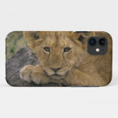 Afrika, Kenia. Portrait eines Löwen. Case-Mate iPhone Hülle (Rückseite (Horizontal))