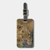 Afrika, Kenia. Portrait eines Löwen. Gepäckanhänger (Vorderseite vertikal)