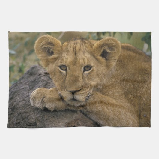 Afrika, Kenia. Portrait eines Löwen. Geschirrtuch (Horizontal)