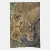 Afrika, Kenia. Portrait eines Löwen. Geschirrtuch (Vertikal)
