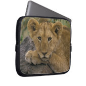 Afrika, Kenia. Portrait eines Löwen. Laptopschutzhülle (Vorne Rechts)