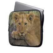 Afrika, Kenia. Portrait eines Löwen. Laptopschutzhülle (Vorderseite Links)