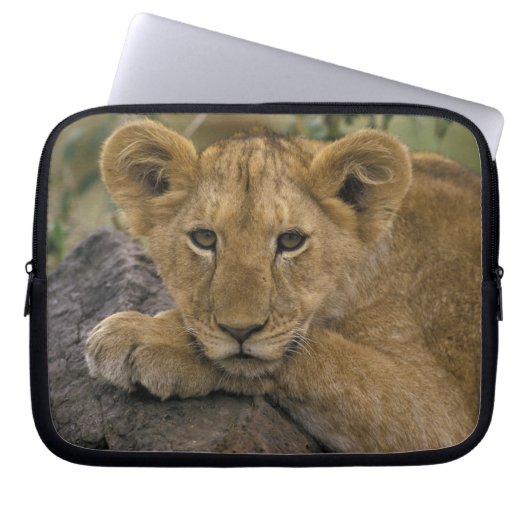 Afrika, Kenia. Portrait eines Löwen. Laptopschutzhülle (Vorderseite)