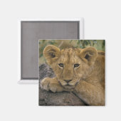 Afrika, Kenia. Portrait eines Löwen. Magnet (Vorderseite/Rückseite)
