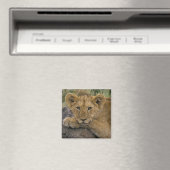 Afrika, Kenia. Portrait eines Löwen. Magnet (In Situ (Geschirrspüler))