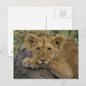 Afrika, Kenia. Portrait eines Löwen. Postkarte (Vorne/Hinten)