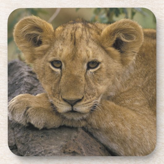 Afrika, Kenia. Portrait eines Löwen. Untersetzer (Vorderseite)