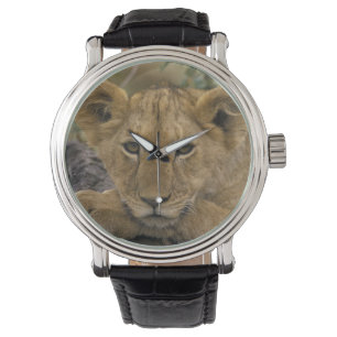 Afrika, Kenia. Porträt eines Löwen. Armbanduhr