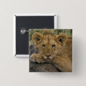 Afrika, Kenia. Porträt eines Löwen. Button (Vorne & Hinten)