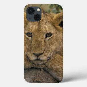 Afrika, Kenia. Porträt eines Löwen. Case-Mate iPhone Hülle