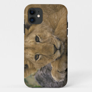 Afrika, Kenia. Porträt eines Löwen. Case-Mate iPhone Hülle