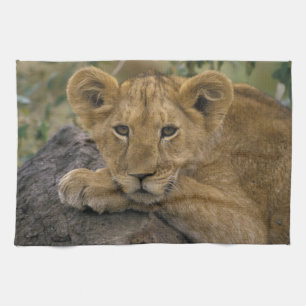 Afrika, Kenia. Porträt eines Löwen. Geschirrtuch