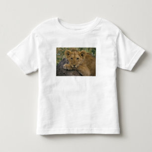 Afrika, Kenia. Porträt eines Löwen. Kleinkind T-shirt
