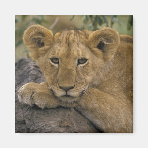 Afrika, Kenia. Porträt eines Löwen. Magnet