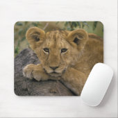Afrika, Kenia. Porträt eines Löwen. Mousepad (Mit Mouse)
