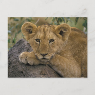 Afrika, Kenia. Porträt eines Löwen. Postkarte