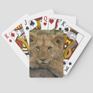 Afrika, Kenia. Porträt eines Löwen. Spielkarten