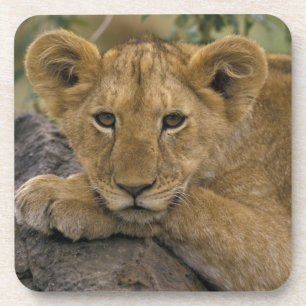 Afrika, Kenia. Porträt eines Löwen. Untersetzer