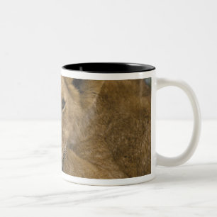 Afrika, Kenia. Porträt eines Löwen. Zweifarbige Tasse