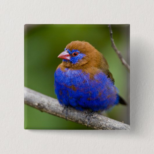 Afrika. Kenia. Purpur-Granadille Button (Vorderseite)