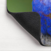Afrika. Kenia. Purpur-Granadillfink Mousepad (Ecke)