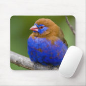 Afrika. Kenia. Purpur-Granadillfink Mousepad (Mit Mouse)
