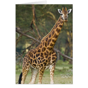Afrika. Kenia. Rothschild-Giraffe am See 2