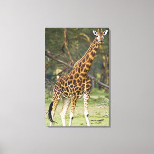 Afrika. Kenia. Rothschild-Giraffe am See 2 Leinwanddruck
