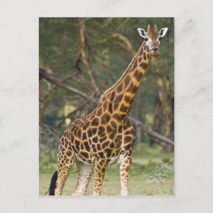 Afrika. Kenia. Rothschild-Giraffe am See 2 Postkarte