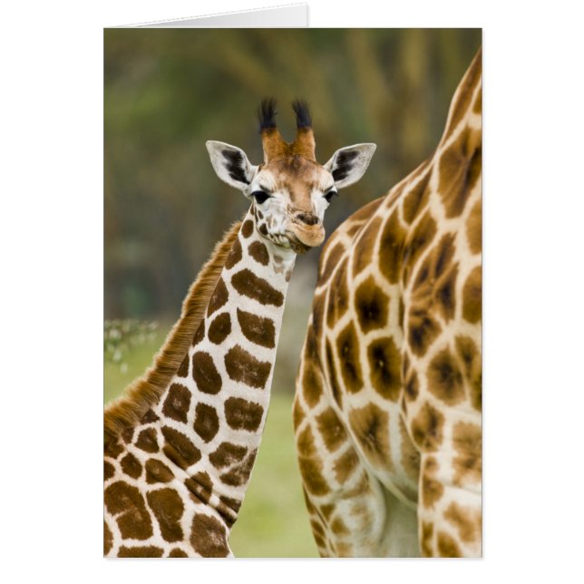 Afrika. Kenia. Rothschild-Giraffe-Baby (Vorne)